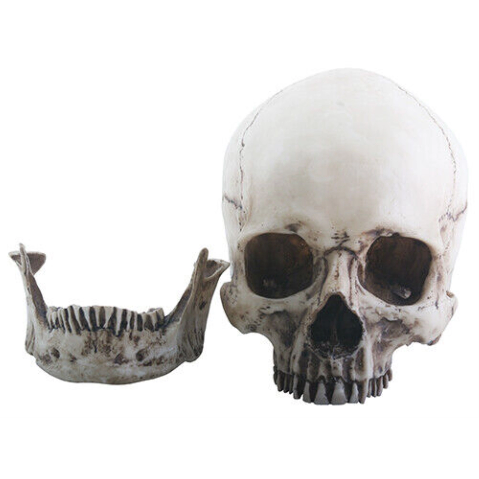 Pacific Giftware Two Piece Human Skull Head Halloween Figurine 6 inch