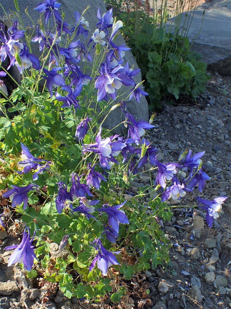Rocky Mountain Columbine Flower Seed Grow Kit, Aquilegia coerulea - 0.25 oz by Jonsteen Company