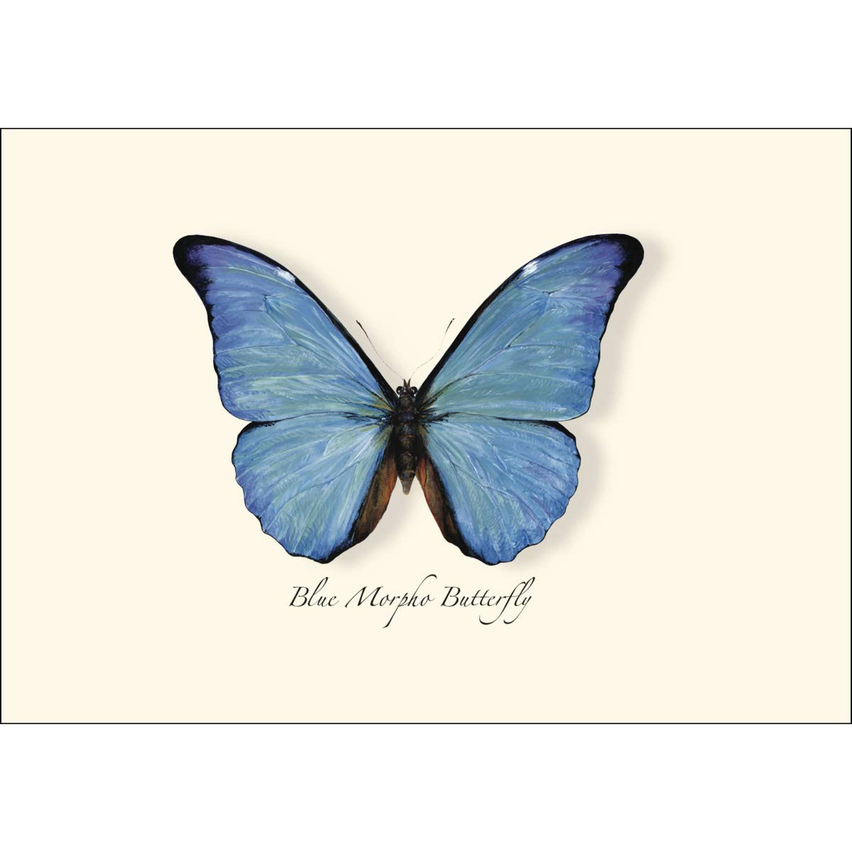 Earth Sky + Water Blue Morpho Butterfly Notecard Set - 8 Blank Recycled Paper Cards with Envelopes