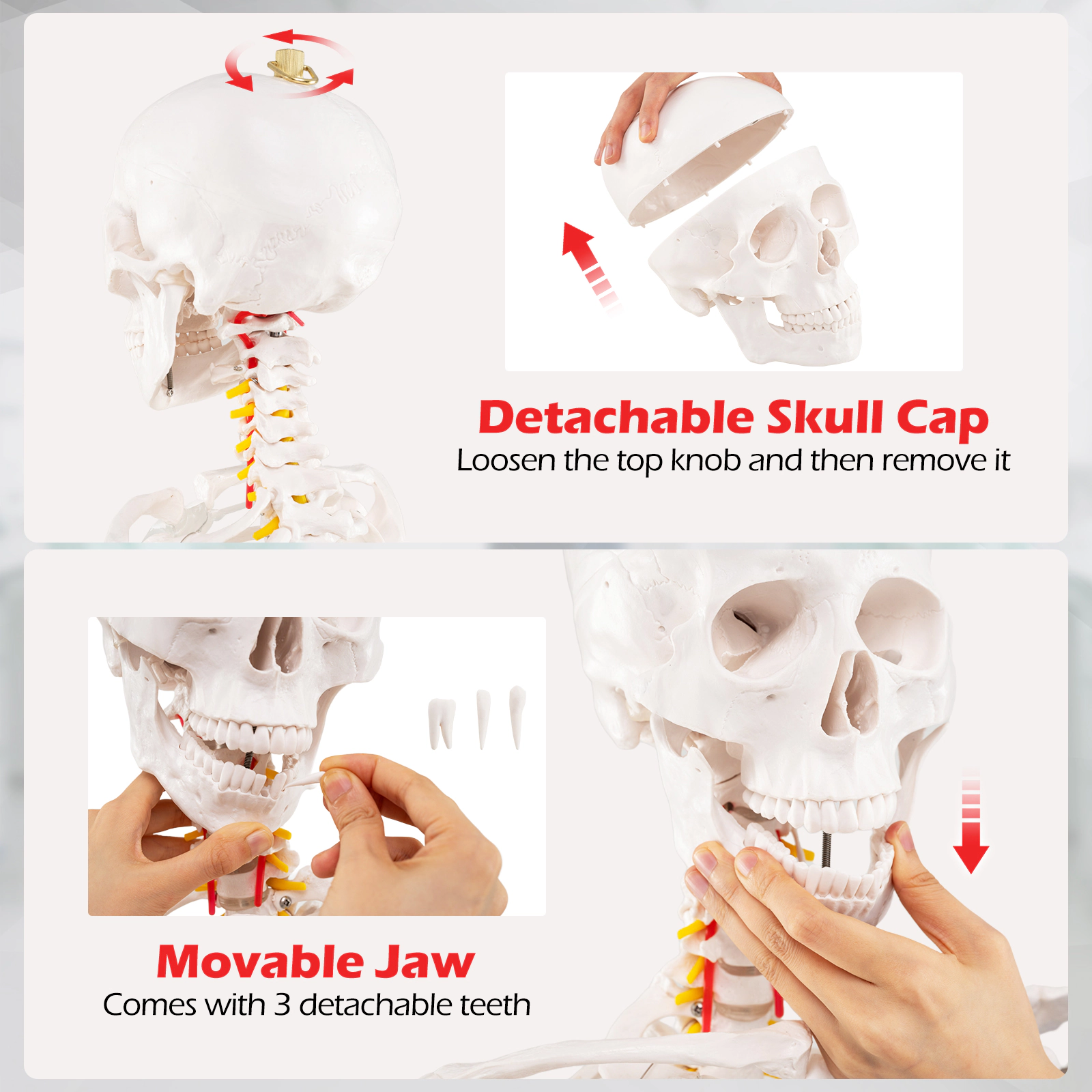LJG 70.8 Inch Human Skeleton Model for Anatomy