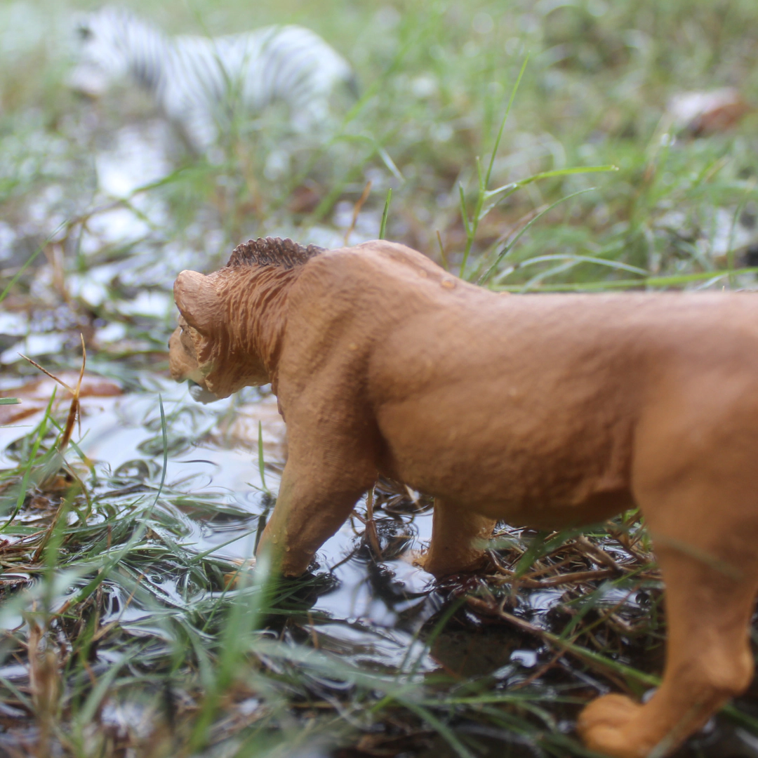 Safari Ltd. - Adolescent Male Lion Kids Toy Figure