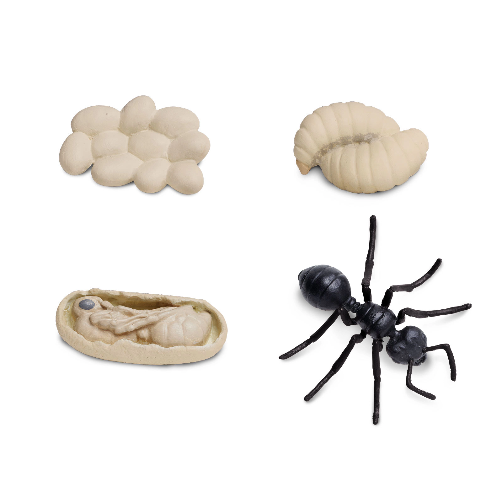 Safari Ltd. - Life Cycle of an Ant - Miniature Lifecycle Collection Toy