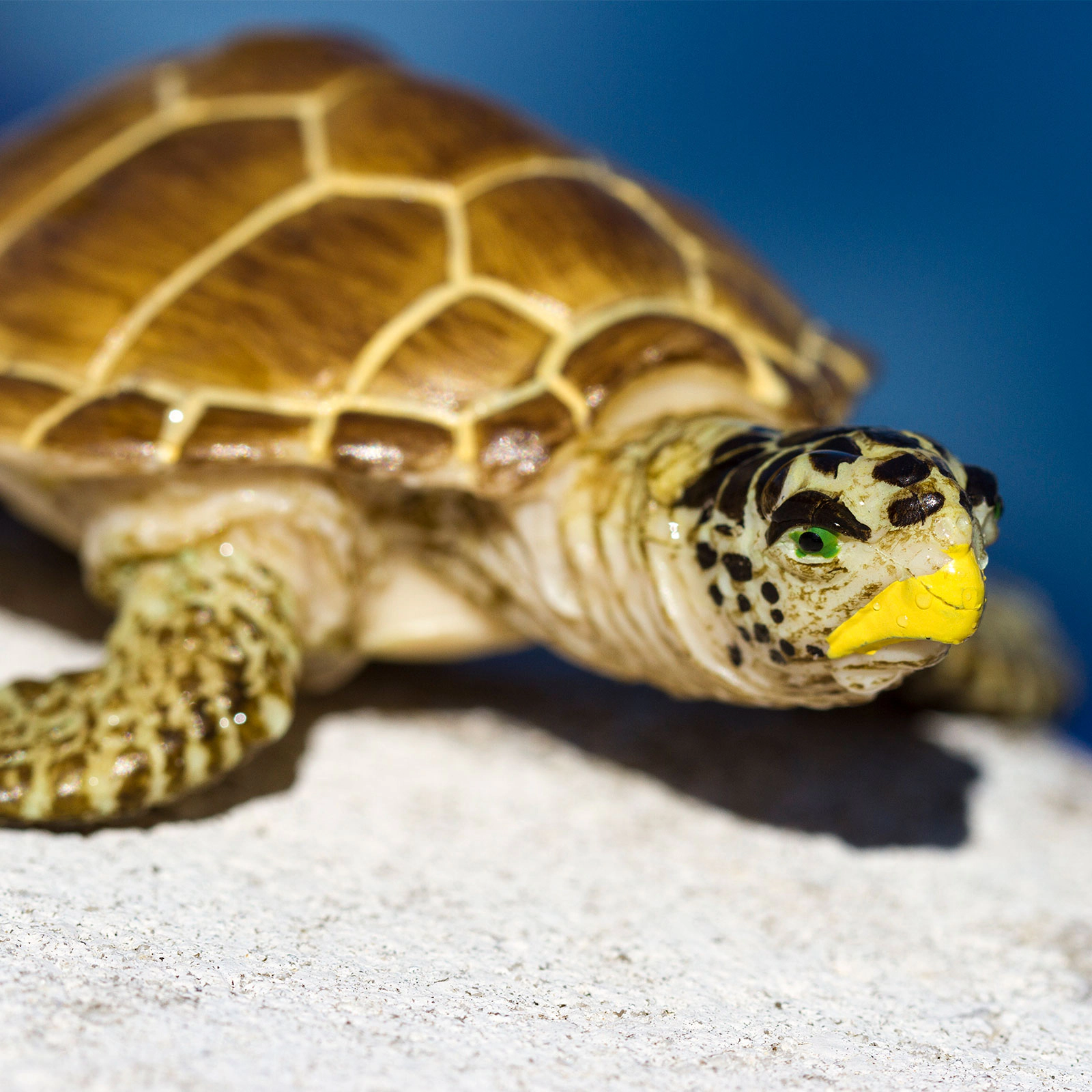 Safari Ltd. - Loggerhead Turtle Kids Toy Figure