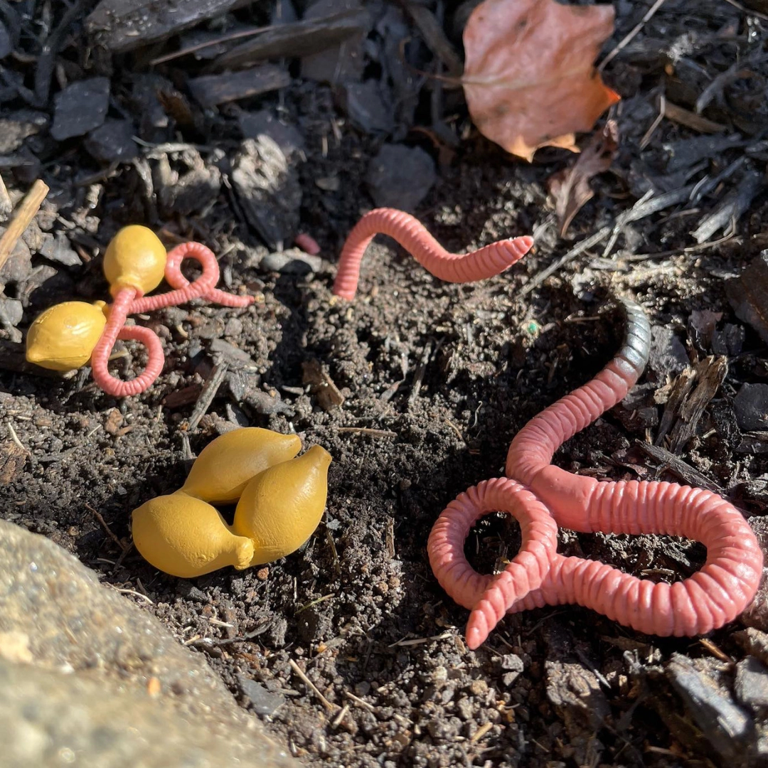 Safari Ltd. - Life Cycle of a Worm - Miniature Lifecycle Collection Toy