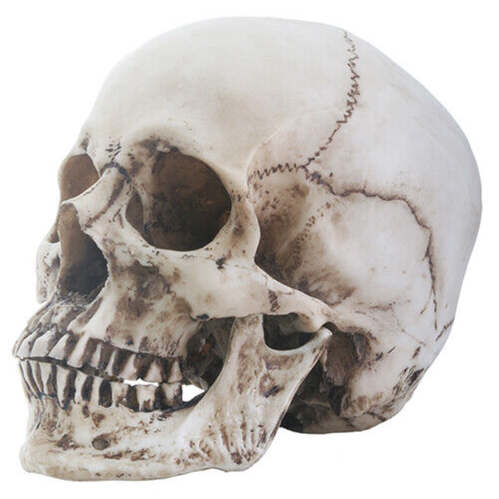 Pacific Giftware Two Piece Human Skull Head Halloween Figurine 6 inch