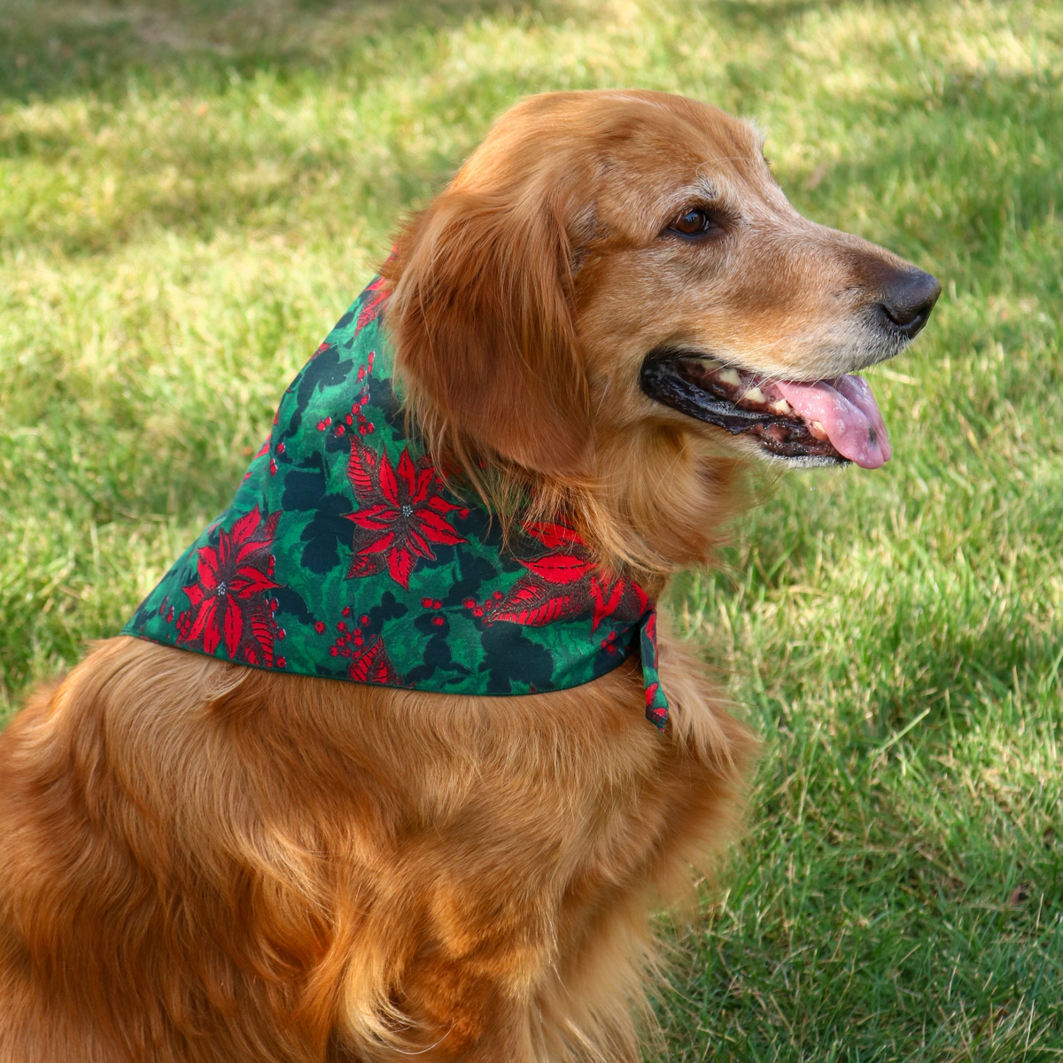 CTM Christmas Poinsettia Print Holiday Bandana