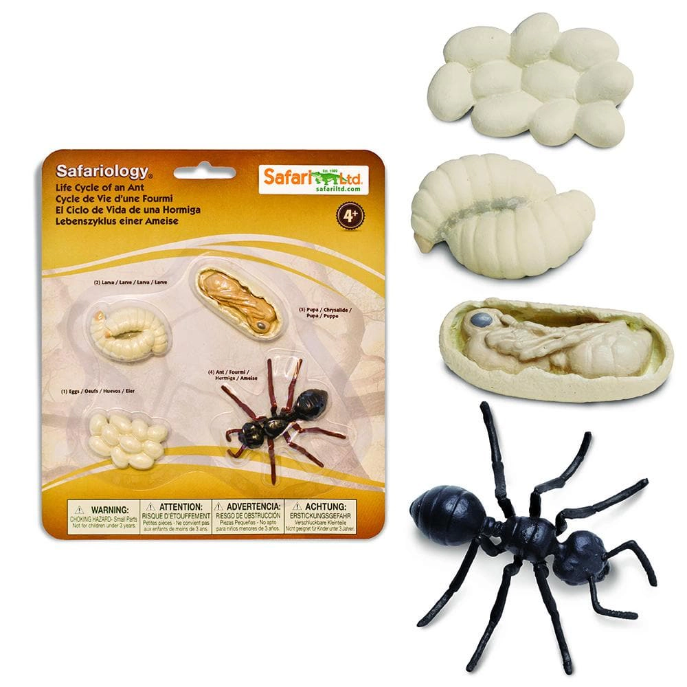 Safari Ltd. - Life Cycle of an Ant - Miniature Lifecycle Collection Toy