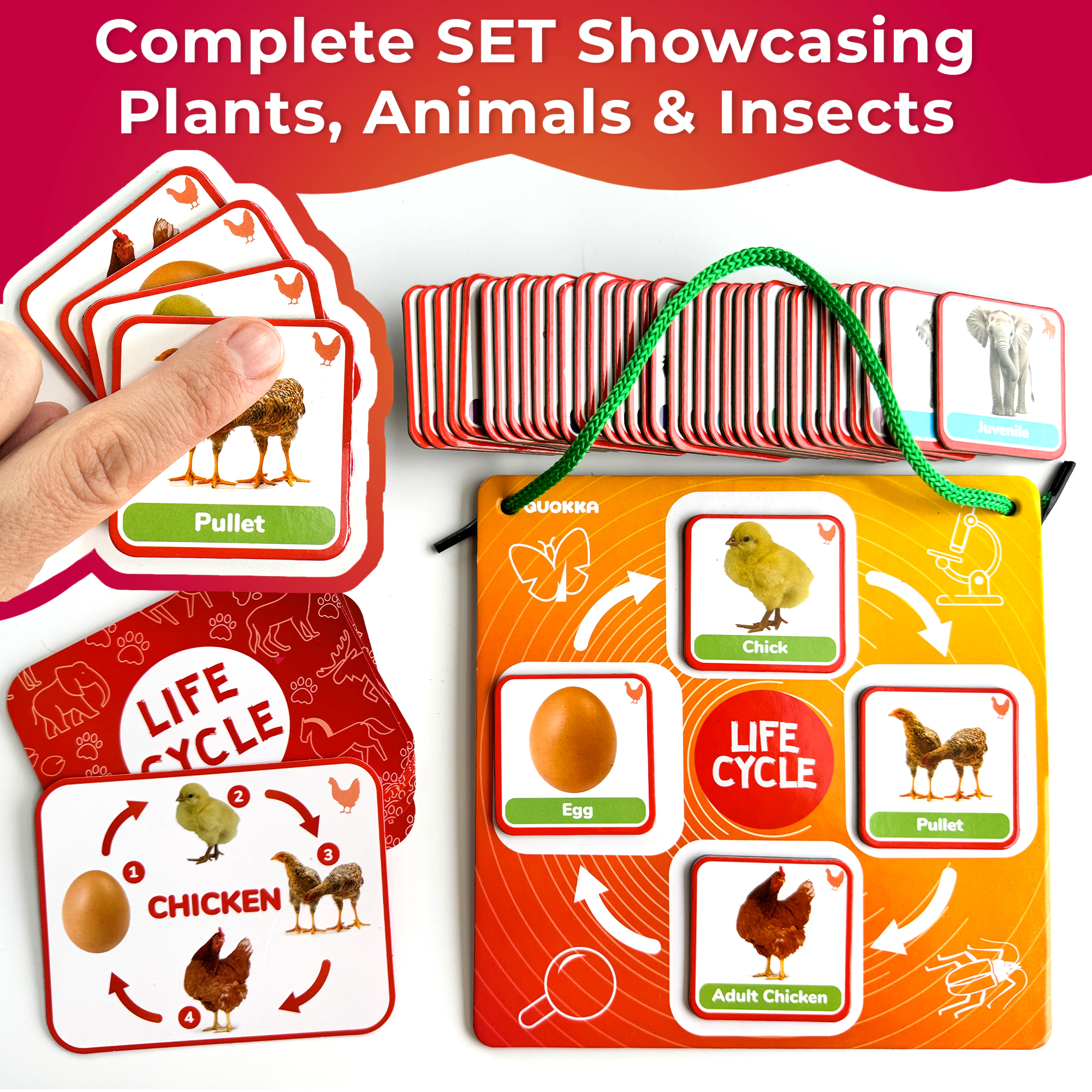 QUOKKA Life Cycle Magnetic Learning Kit, Flash Cards & Science Activities for Preschoolers, Ages 3+