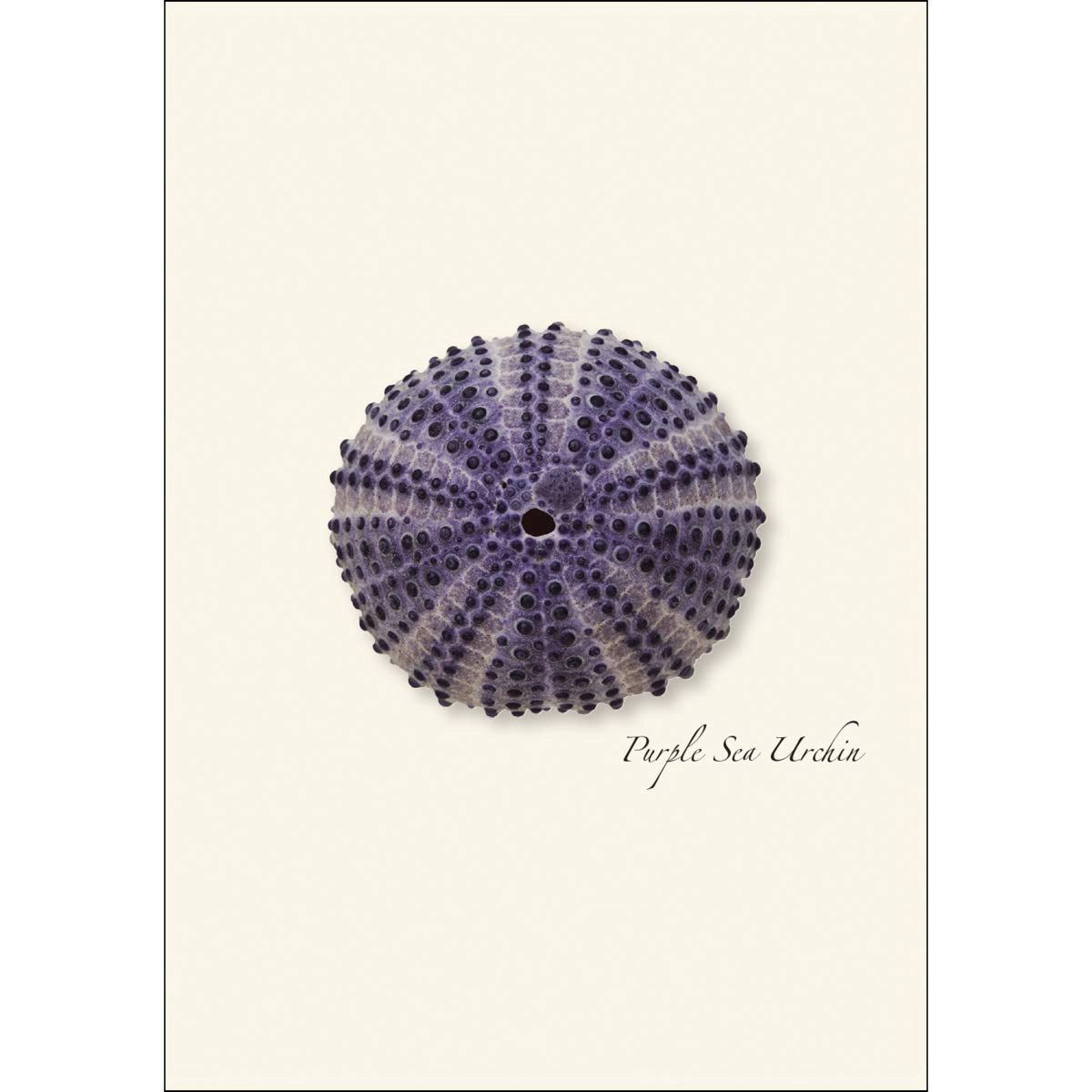 Earth Sky + Water Sea Urchin Notecard Set - 8 Blank Cards with Envelopes, 2 Each of 4 Designs