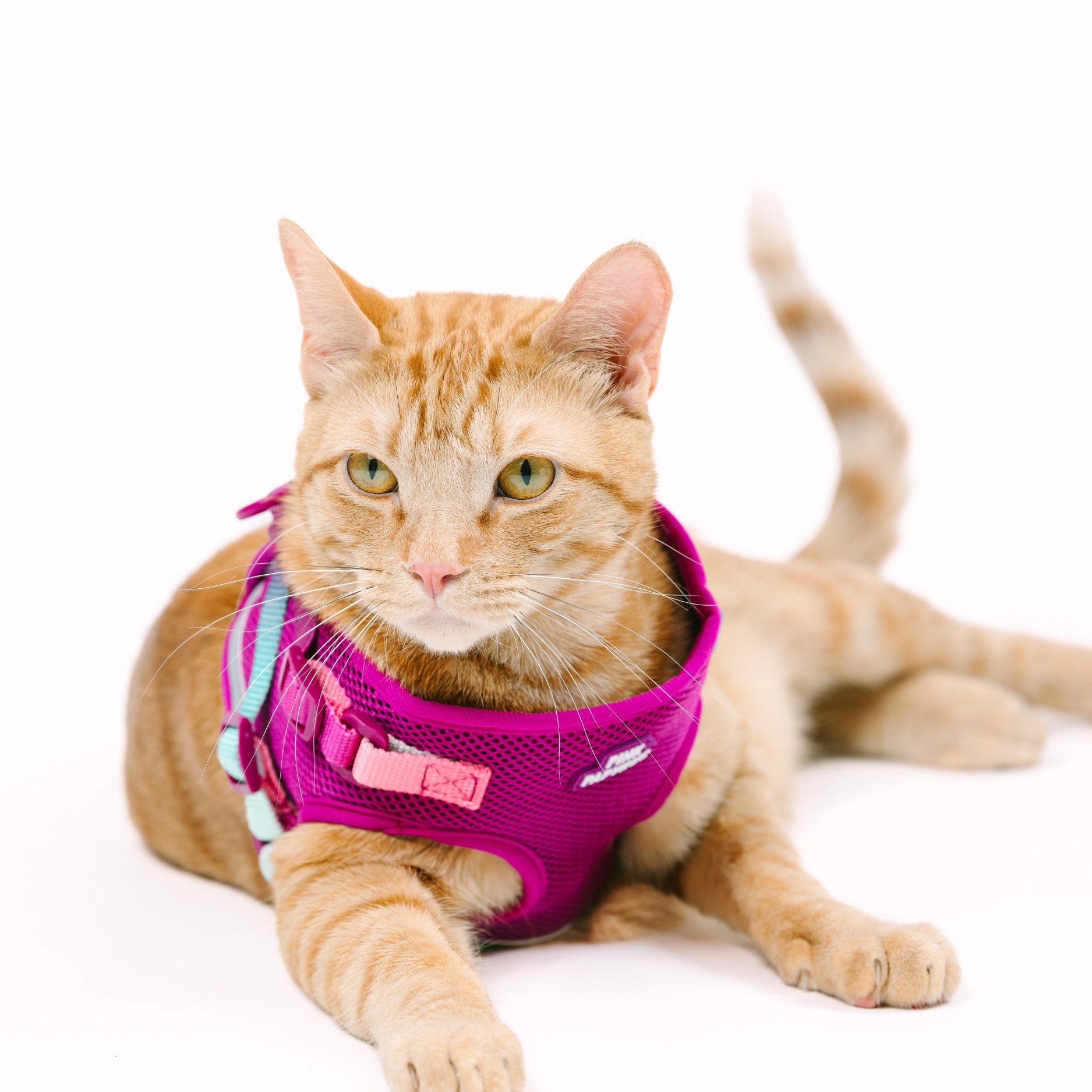 Pink Papyrus Stasia Cat Harness and Leash Set