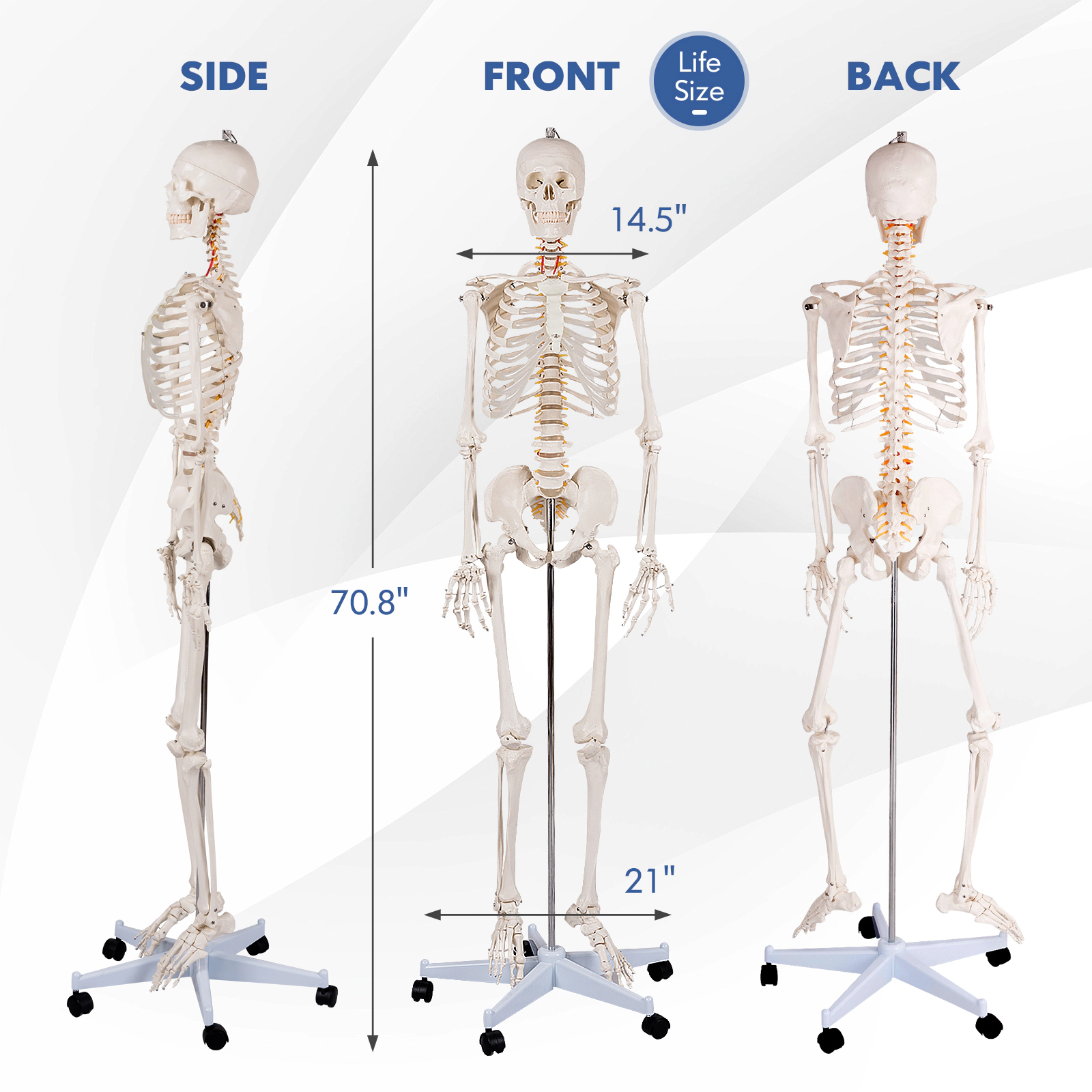 SUGIFT Life-Size Human Skeleton Anatomy Model for Teaching with Skull Cap and Rolling 5-Claw Metal Stand White