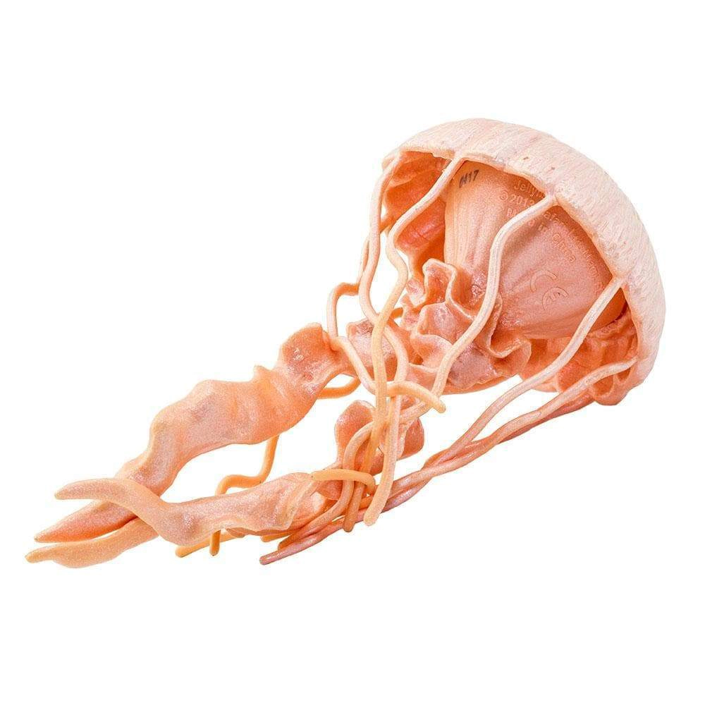 Safari Ltd. - Jellyfish Kids Toy Figure