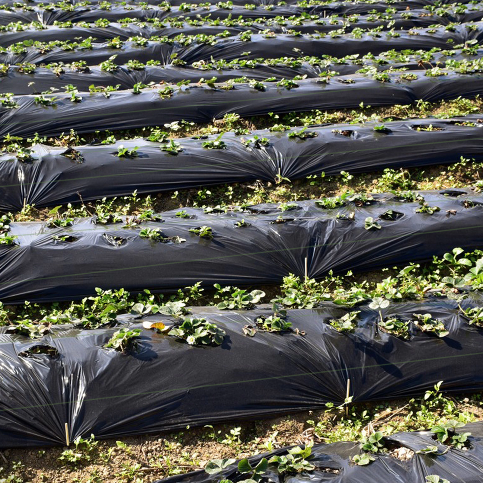 SUGIFT 6-ft by 300-ft Tear-Resistant Woven PP Weed Barrier Landscape Fabric with Clear Guide Lines