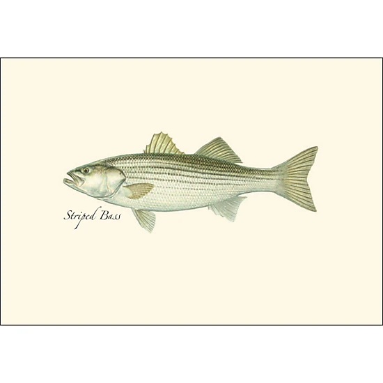 Earth Sky + Water Striped Bass Notecard Set - 8 Blank Cards with Envelopes