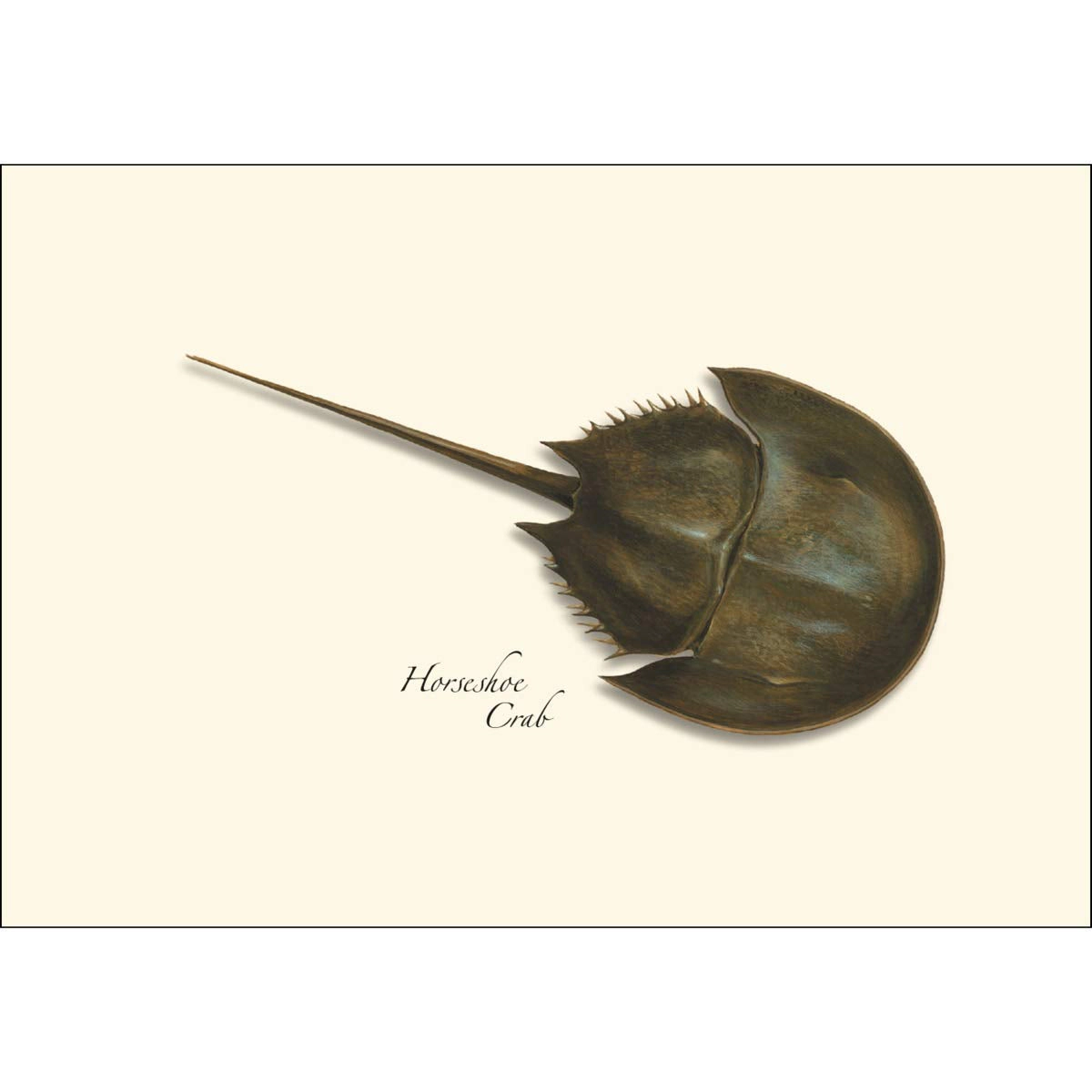 Earth Sky + Water Horseshoe Crab Notecard Set - 8 Blank Cards with Envelopes