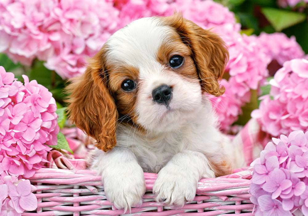 CASTORLAND 500 Piece Jigsaw Puzzle, Pup in Pink Flowers, Animal puzzle, Dog puzzle; Puppies, Cute dog, B-52233