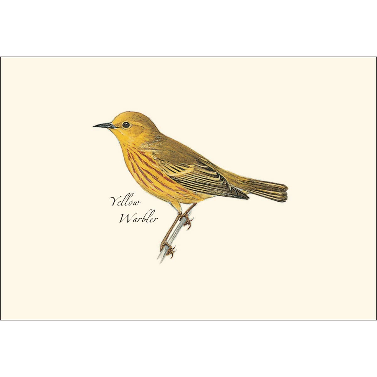 Earth Sky + Water Peterson Warbler Notecard Set - 8 Blank Recycled Cards with Envelopes, 3.5 x 5 in