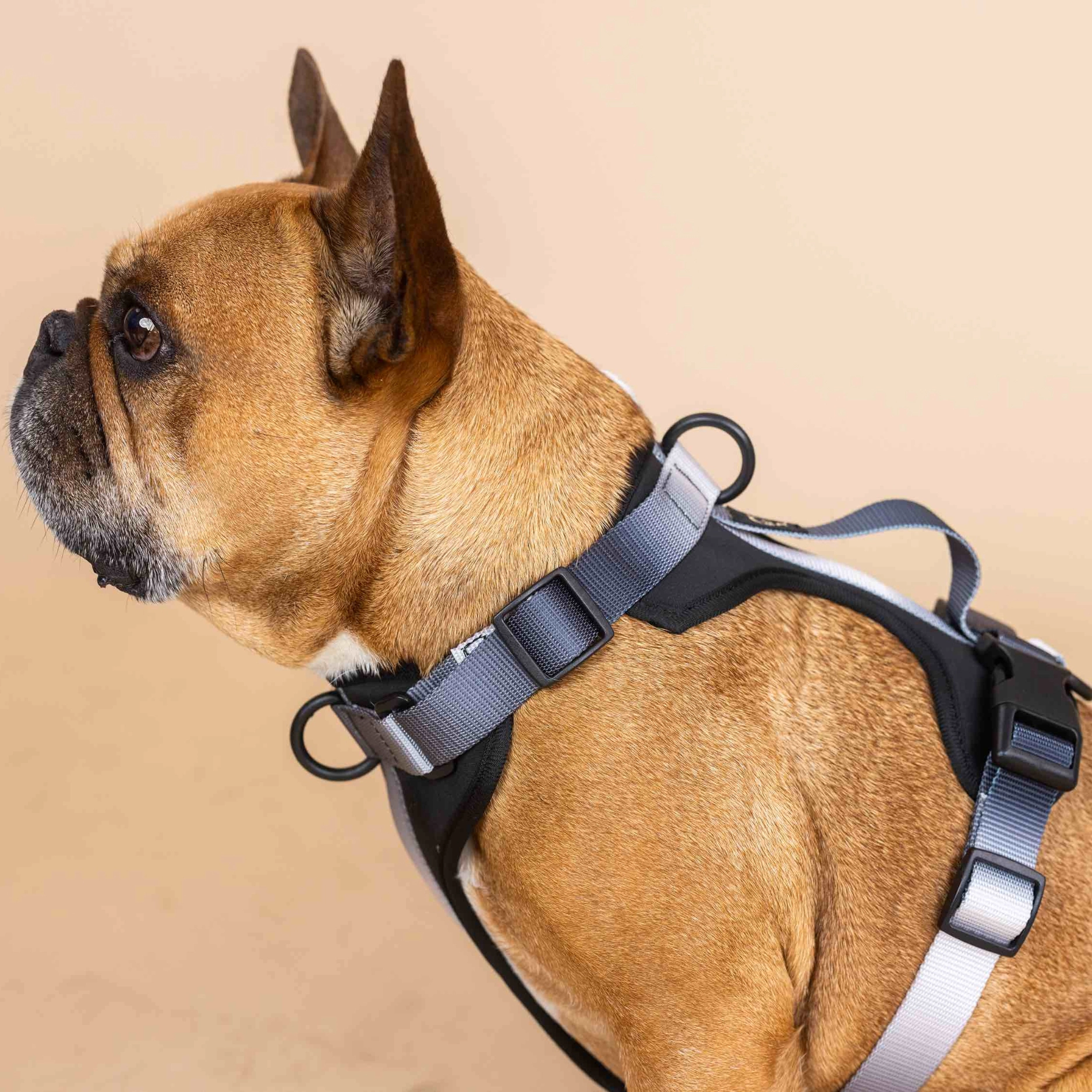 Pink Papyrus Joey Dog Harness