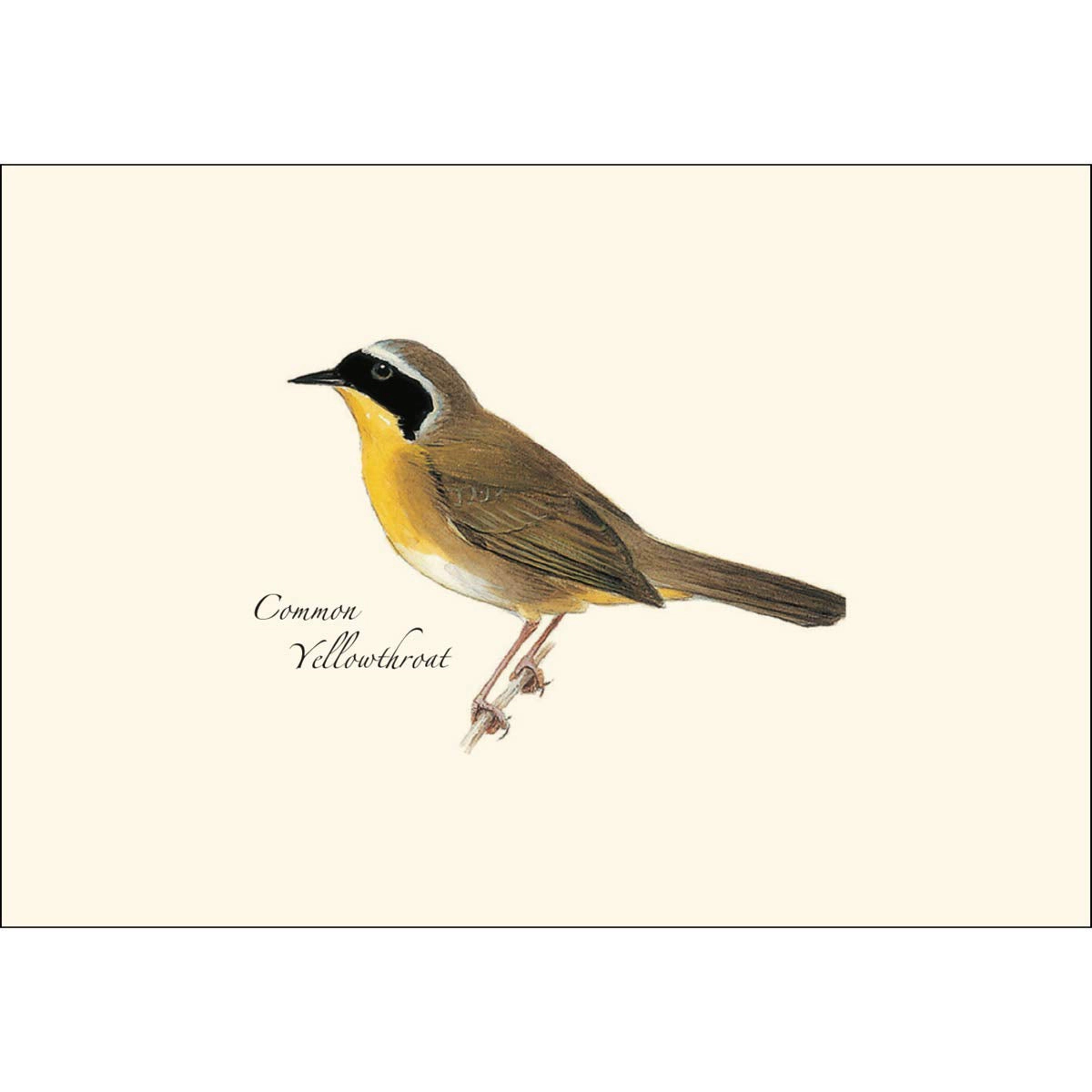 Earth Sky + Water Peterson Warbler Notecard Set - 8 Blank Recycled Cards with Envelopes, 3.5 x 5 in