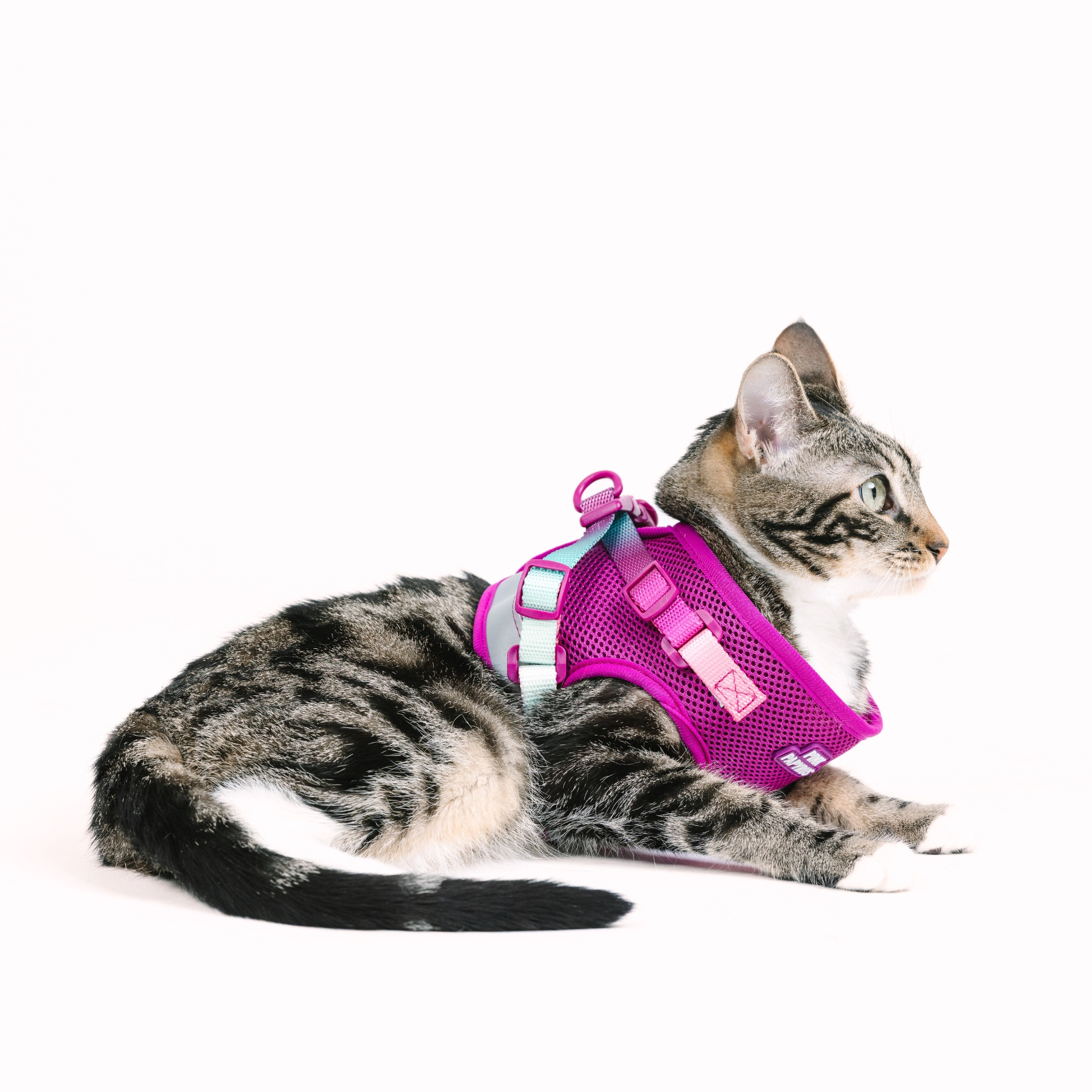 Pink Papyrus Stasia Cat Harness and Leash Set