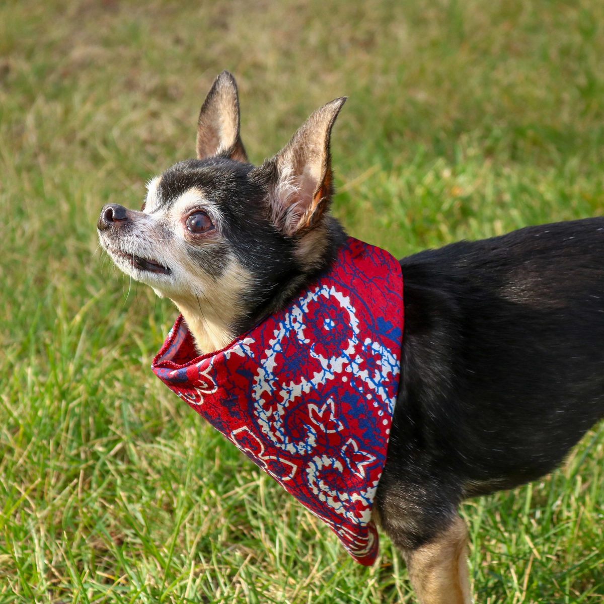 CTM Extra Large 27 Inch Rustic Paisley Print Bandana