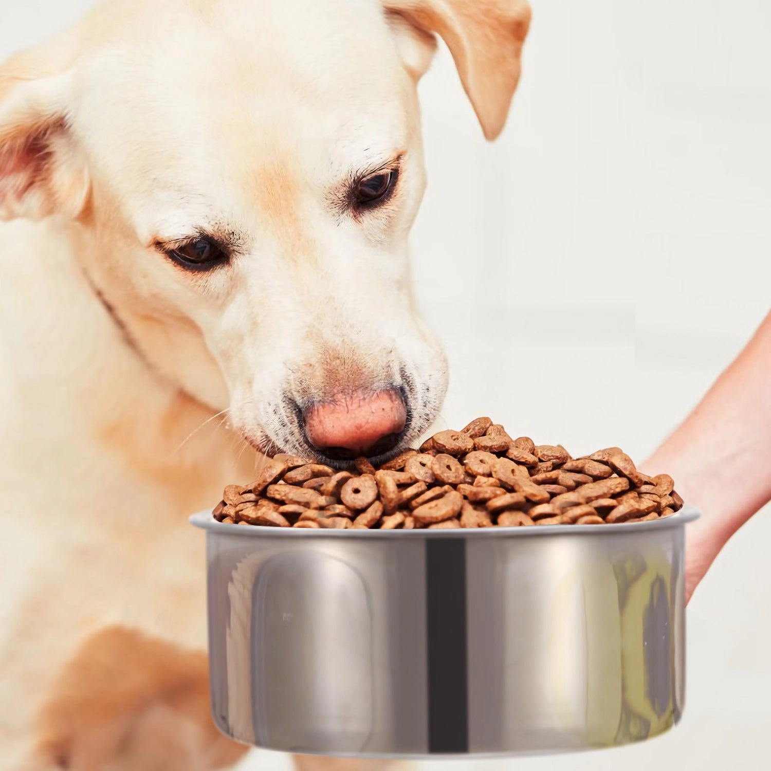 GBruno Stainless Steel Dog Bowl With Clamp Holder
