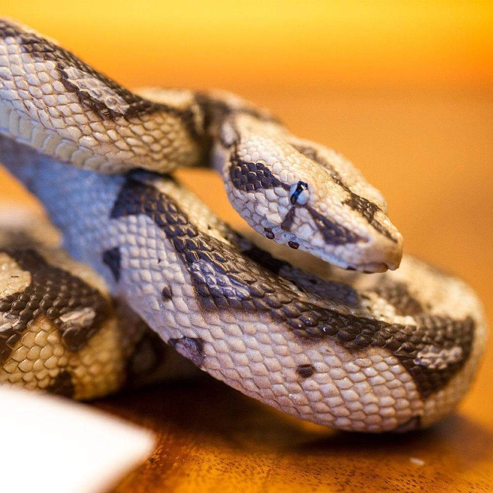 Safari Ltd. - Boa Constrictor Kids Toy Figure