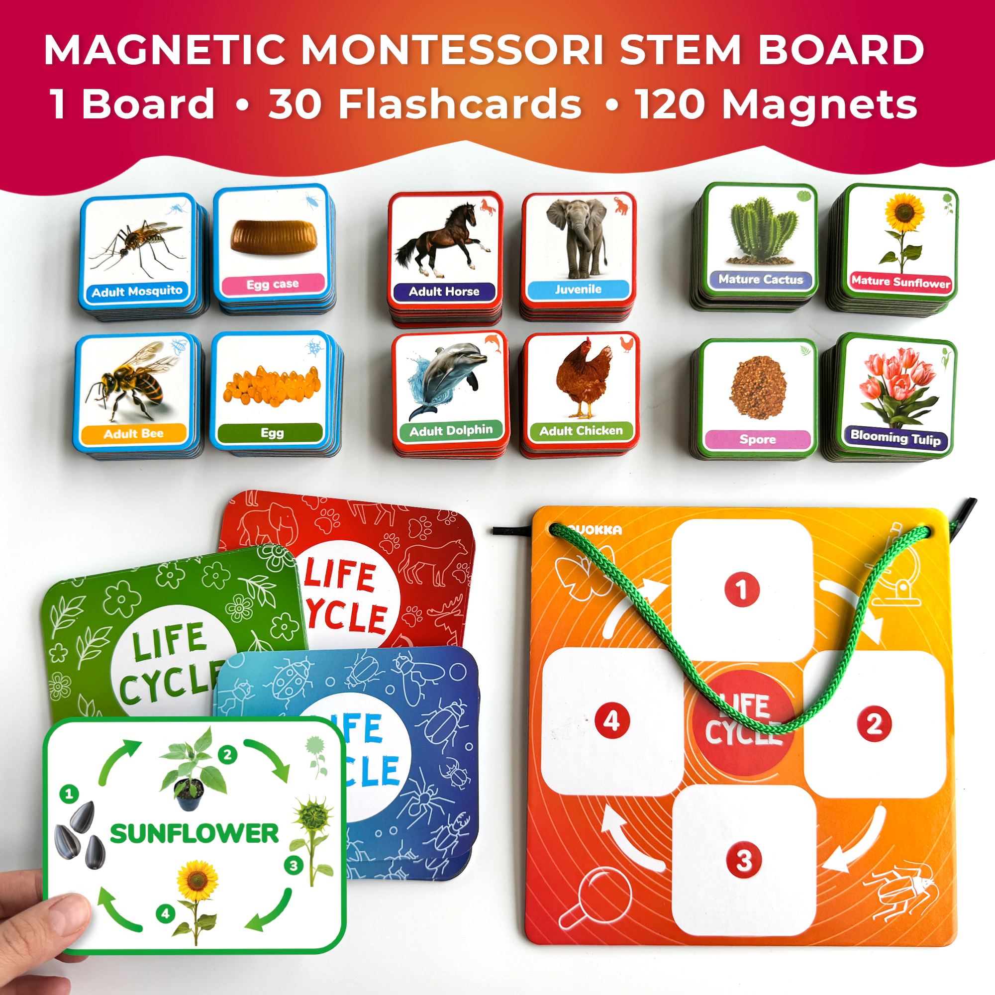 QUOKKA Life Cycle Magnetic Learning Kit, Flash Cards & Science Activities for Preschoolers, Ages 3+