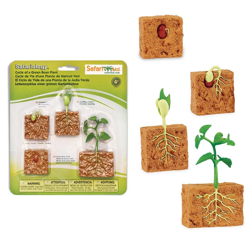 Safari Ltd. - Life Cycle of a Green Bean Plant - Miniature Lifecycle Collection