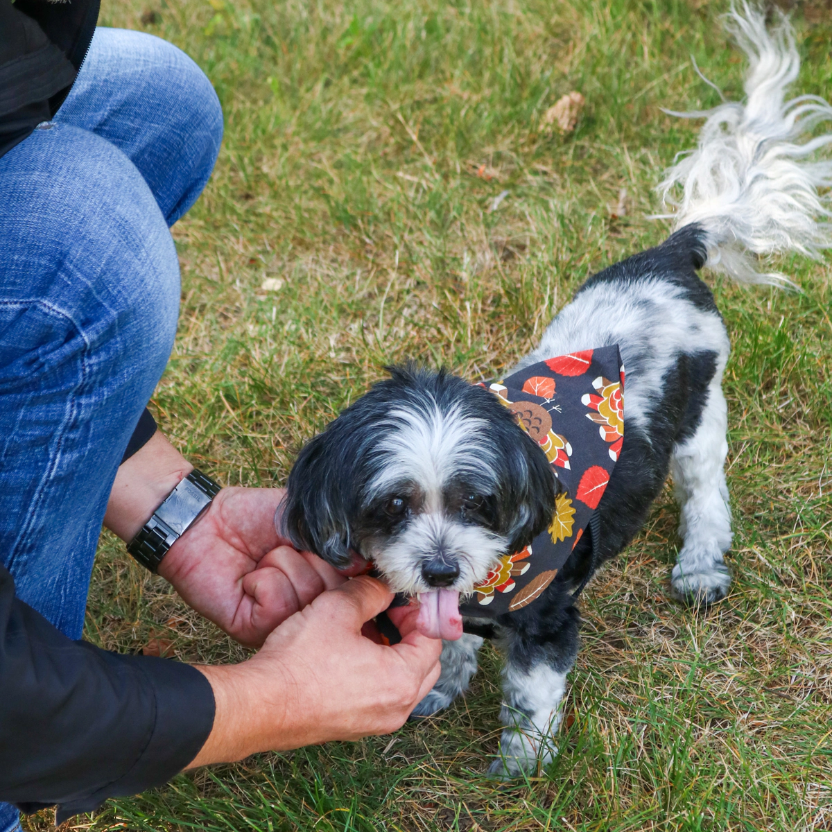 CTM Tossed Turkey Print Thanksgiving Holiday Bandana