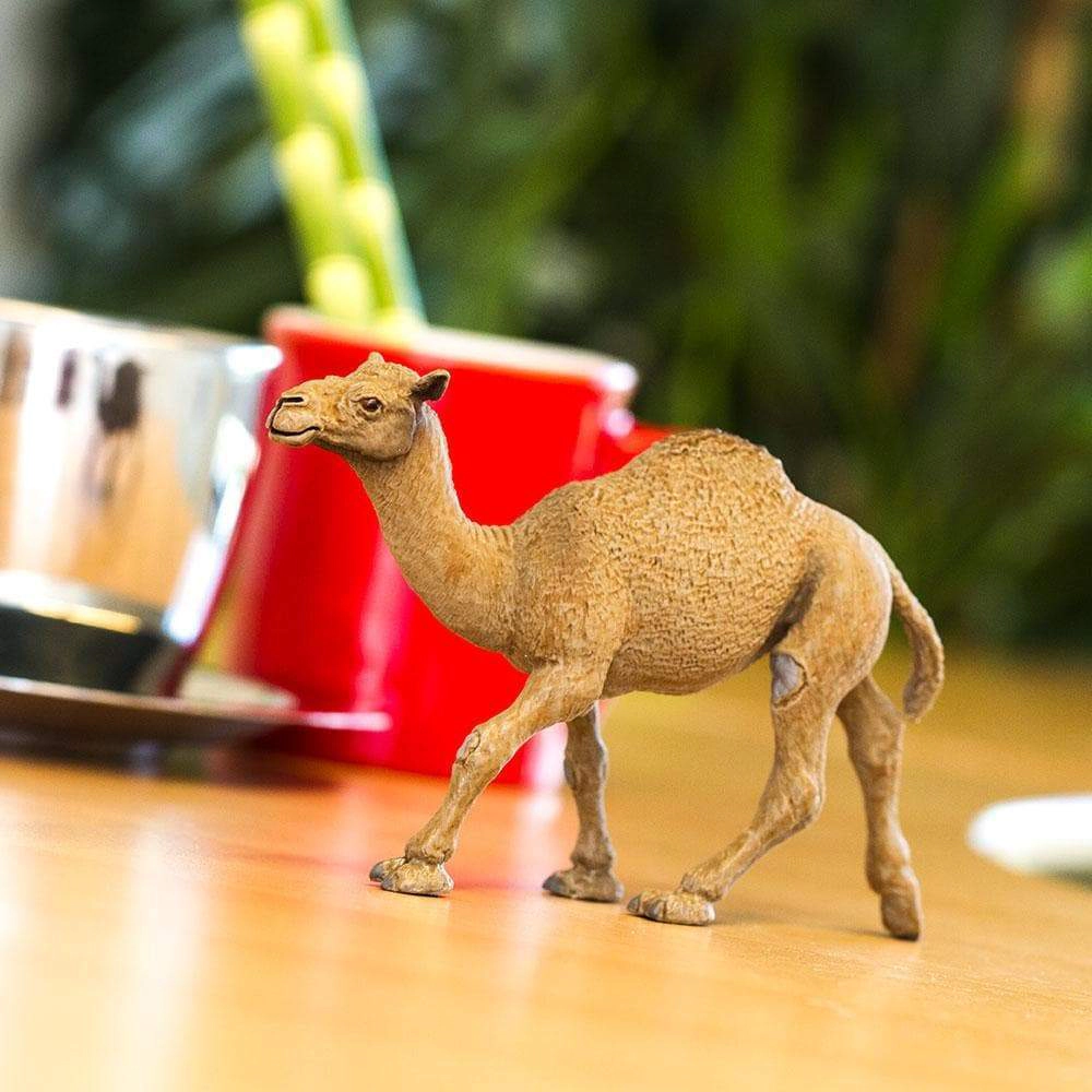 Safari Ltd. - Dromedary Camel Kids Toy Figure
