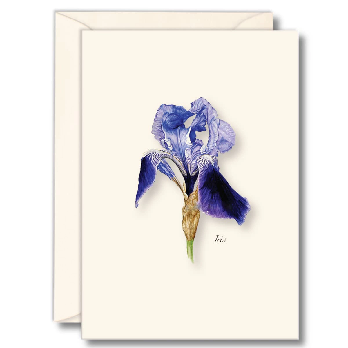 Earth Sky + Water Iris Notecard Set - 8 Blank 3.5 x 5 in Cards with Envelopes